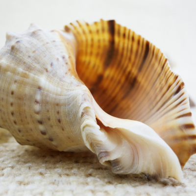 balance a crown chakra instrument shell